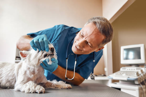Best 24-Hour Emergency Dental Care in Union City, MI